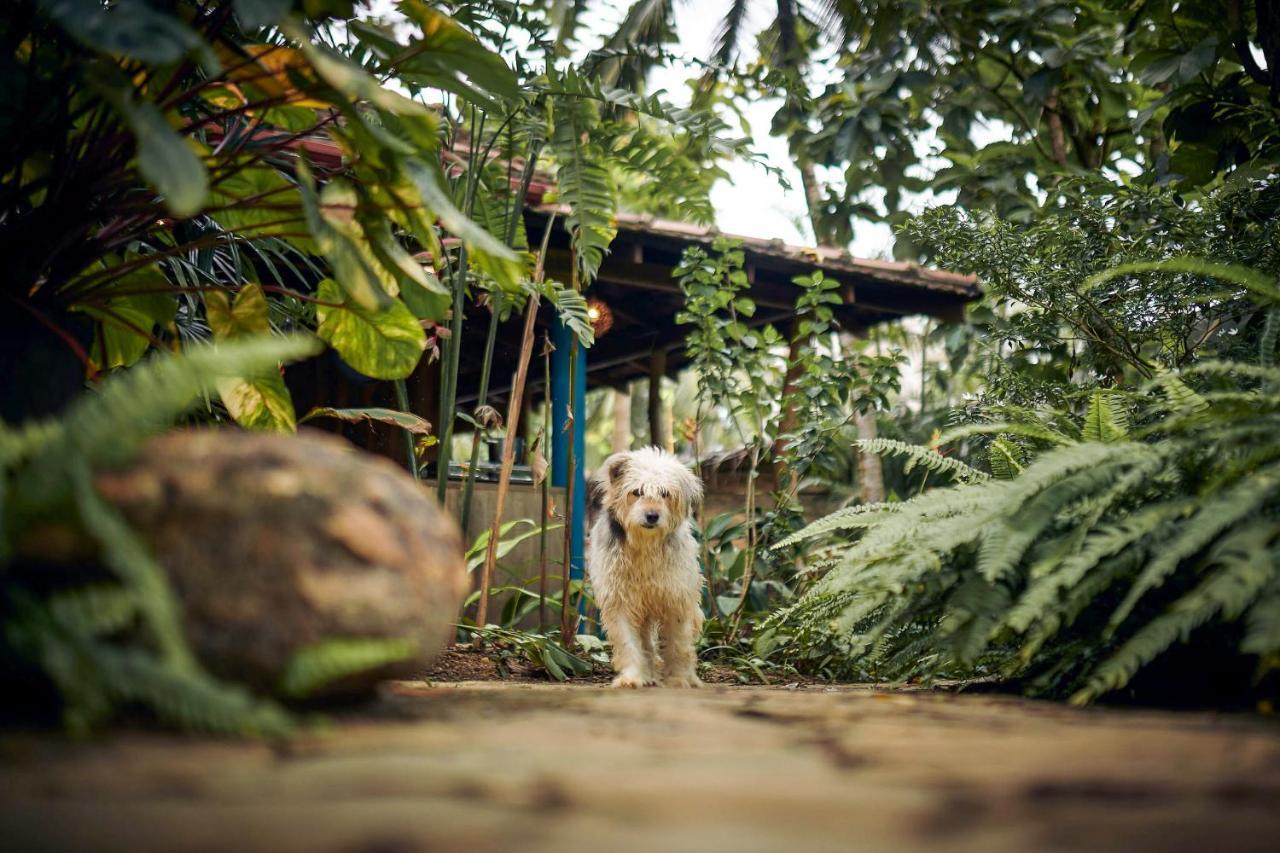 Casa Vana Hiriketiya Dikwella Extérieur photo